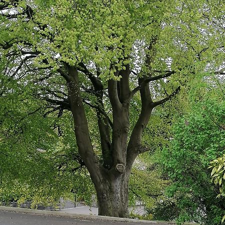 The Beeches Lägenhet Newry Exteriör bild