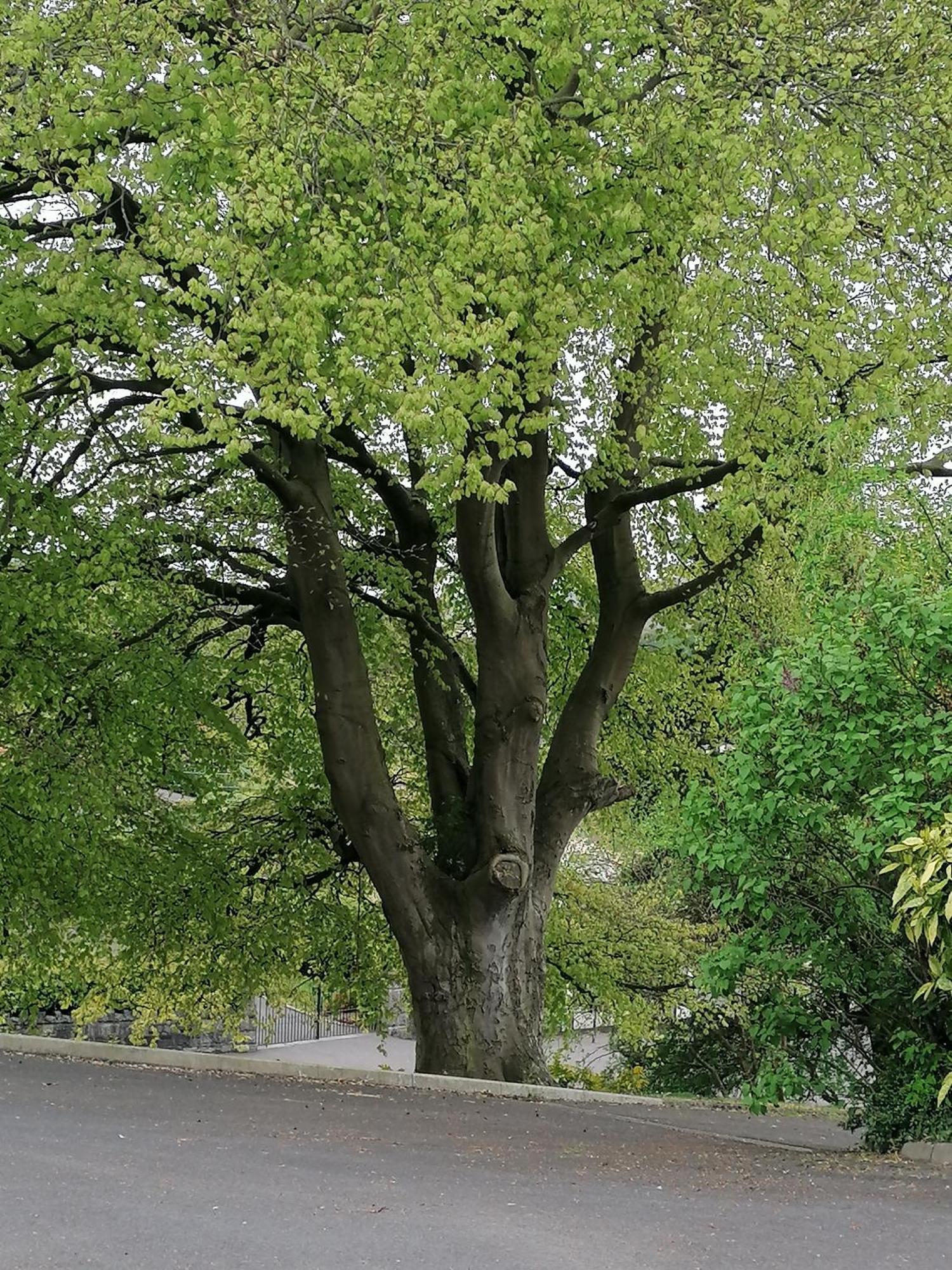 The Beeches Lägenhet Newry Exteriör bild